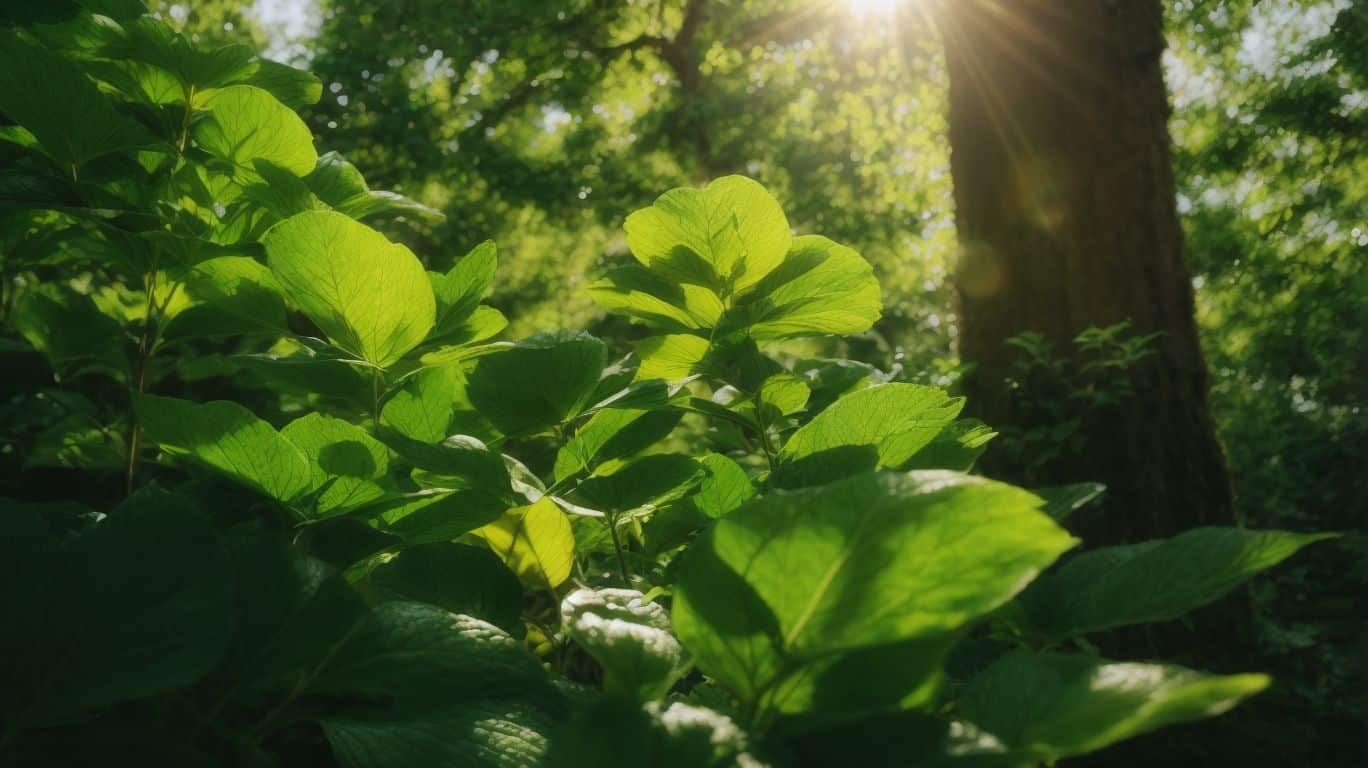 Poems About Photosynthesis